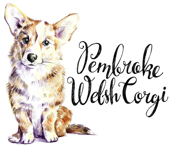 Walisischen Corgi Pembrock. Porträt eines Hundes. Typografie. gezeichnet mit — Stockfoto