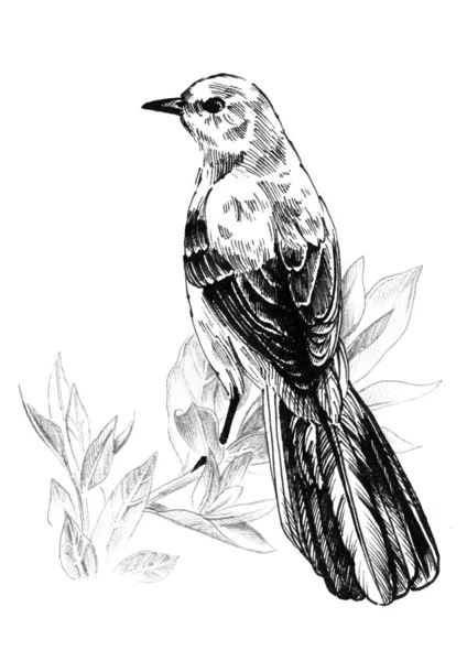 Mockingbird sedí na větvi. Rukopisná grafika. — Stock fotografie