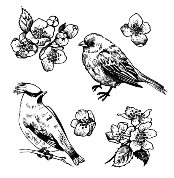 Bird, waxwing, apple tree blossoms — 스톡 사진