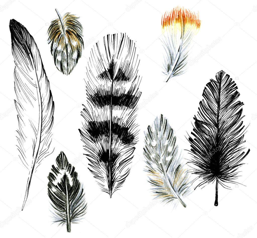 Bird feathers 