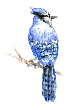 Kuş Mavi Jay