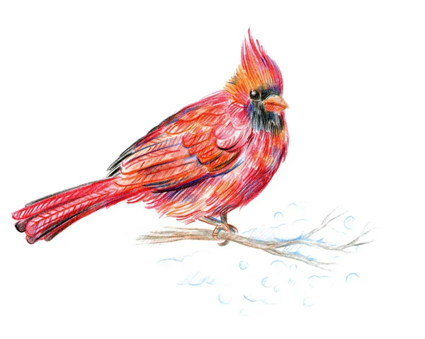 Cardenal pájaro — Foto de Stock