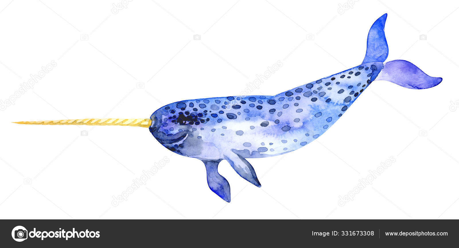 独角鲸一种独角鲸的哺乳动物塔斯克. ——图库图片© Natali_Southern #331673308