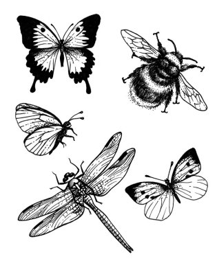 Yusufçuk, yaban arısı ve kelebekler. Beyaz bir arka planda izole edilmiş.