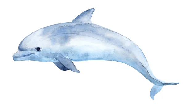 Lindo delfín. Ilustración en acuarela . —  Fotos de Stock