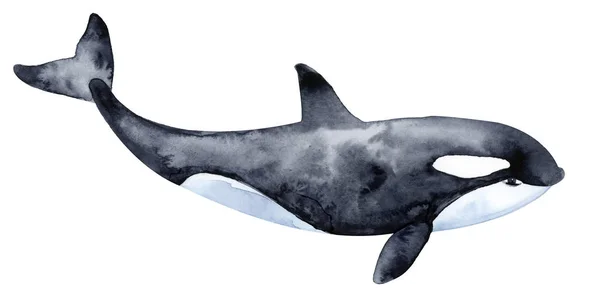 Velryba zabijácká. Obrázek barvy akvarelu. — Stock fotografie