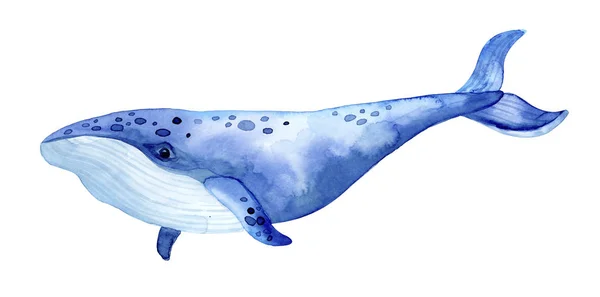 Τεράστια μπλε φάλαινα. Εικονογράφηση υδατογραφίας. — Φωτογραφία Αρχείου
