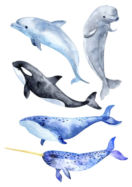 Animais marinhos isolados sobre fundo branco. Baleia assassina, azul wha — Fotografia de Stock