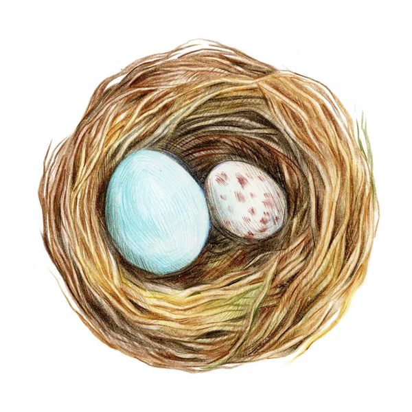 Ovos de aves no ninho isolados no fundo branco . — Fotografia de Stock