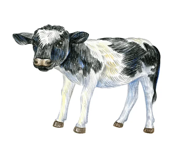 Little Cute Calf Isolated White Background Full Length Image Sketch — Stock Photo, Image