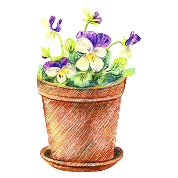 Violettes Dans Une Casserole Jardinage Croquis Crayon — Photo