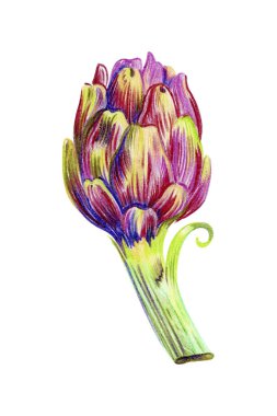 Beyaz arka planda izole edilmiş parlak el yapımı enginar. Kalem çizimi.