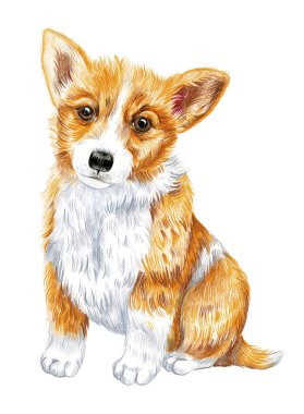Galli Corgi Pembrock. Bir köpek portresi. Renkli kalemlerle çizilmiş..