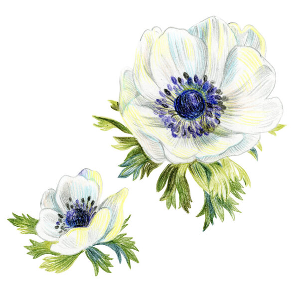 White anemone flowers isolated. Elements for the design of wedding invitations.