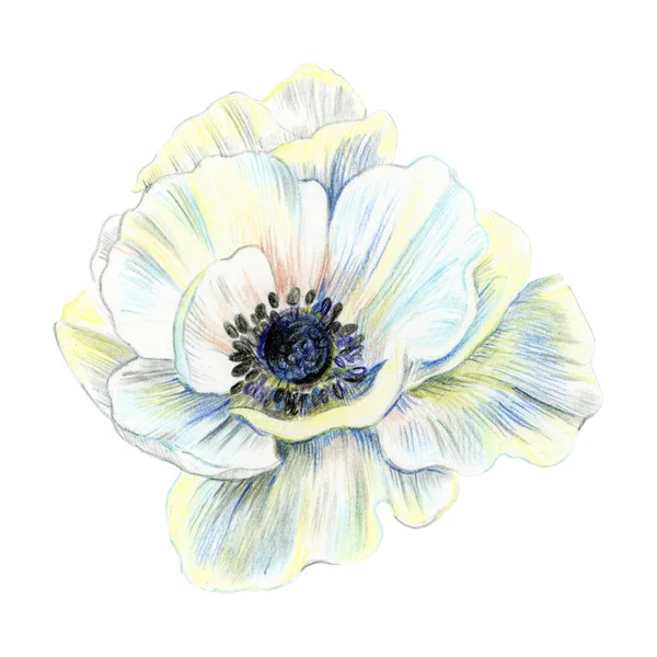 Fleur Anémone Blanche Isolée Élément Pour Conception Des Invitations Mariage — Photo