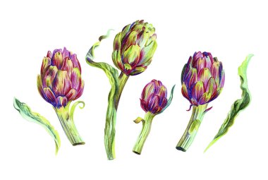 Beyaz arka planda izole edilmiş parlak enginarlar. Kalem çizimi.