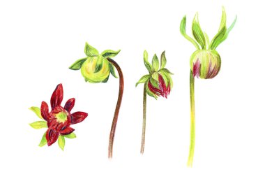 Kırmızı yıldız çiçeği tomurcukları. Beyaz arkaplanda izole edilmiş kalem çizimi.