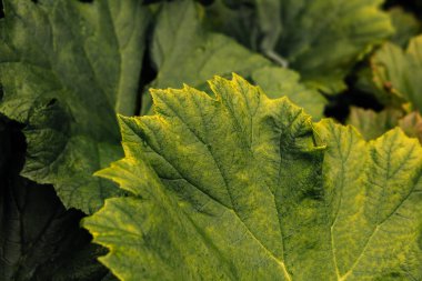 Doku yeşil yapraklar, doğa desenli arka plan