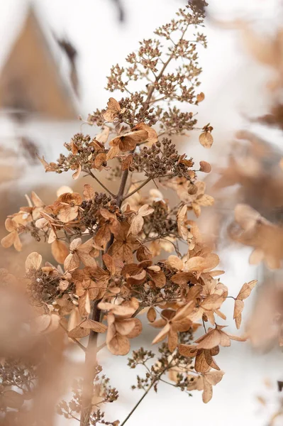 Dry Hydrangea Flowers Garden Winter — Stock Photo, Image