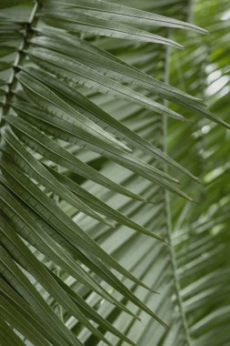 Bir palmiye yaprağını kapat