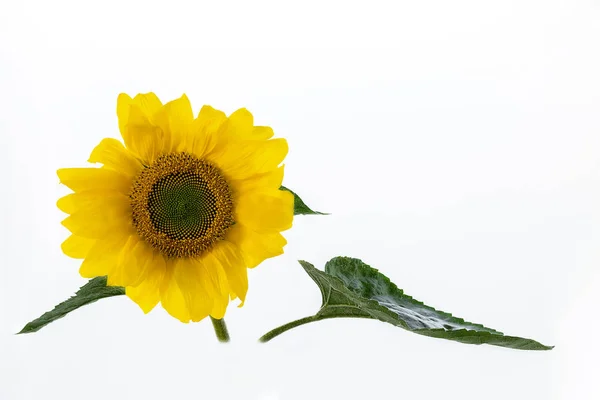 Sonnenblume Mit Blättern Isoliert Auf Weißem Hintergrund — Stockfoto