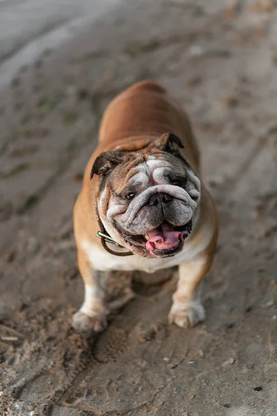 Englische Bulldogge Großformat Schaut Die Kamera — Stockfoto