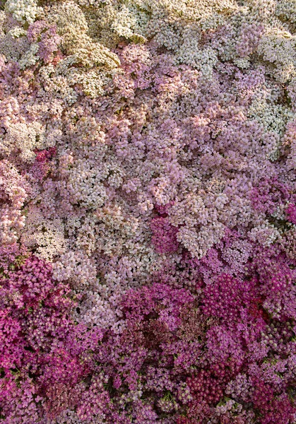 Top View Yarrow Achillea Blooming Read Pink White Flowers Garden — Stock Photo, Image