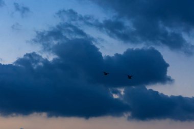 Mavi gökyüzünde uçan kuşlar, seçici odak