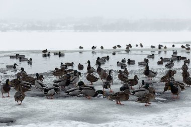 Buzda kuşlar, seçici odak