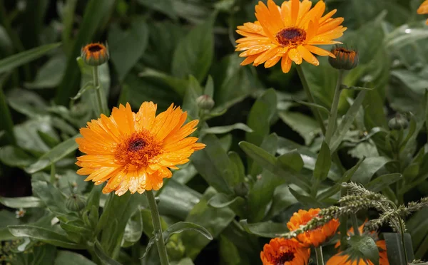 Orangefarbene Blumen Herbstgarten — Stockfoto