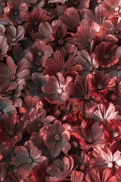 Röda Blommor Selektivt Fokus — Stockfoto