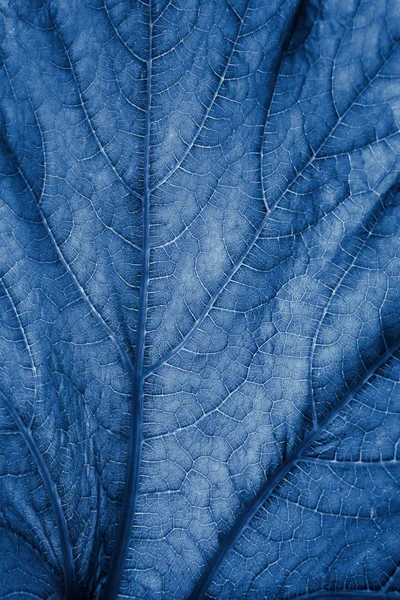 Background Blue Leaf Selective Focus — Stock Photo, Image