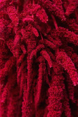 kırmızı bitkiler, seçici odak