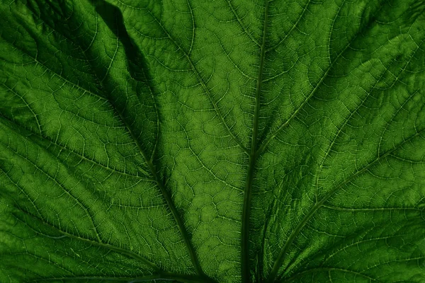Background texture green leaf structure