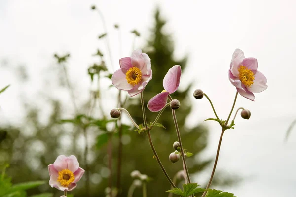 Japanese Anemone Anemone Hupehensis Flowers Pink Garden Plant Family Ranunculaceae — Stock Photo, Image