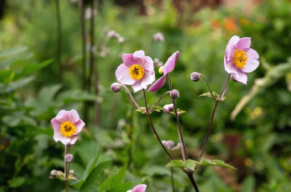 Japanese Anemone Anemone Hupehensis Flowers Pink Garden Plant Family Ranunculaceae — Stock Photo, Image