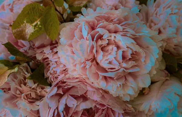 Schöne Blaue Blume Mit Sanft Rosa Blütenblättern Nahaufnahme Blaue Pfingstrose — Stockfoto