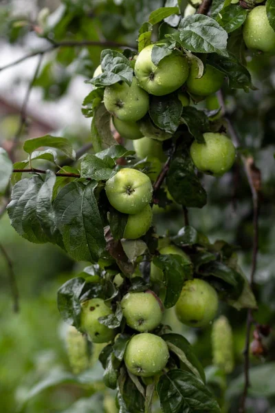 Großaufnahme Von Grünen Äpfeln Auf Einem Zweig Einem Obstgarten — Stockfoto