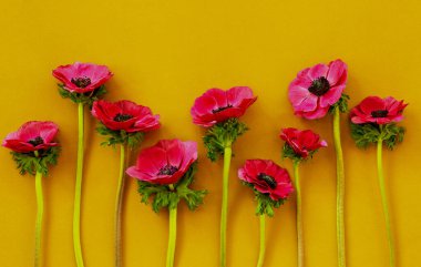 Bouquet anemones  on the table, top view, copy space