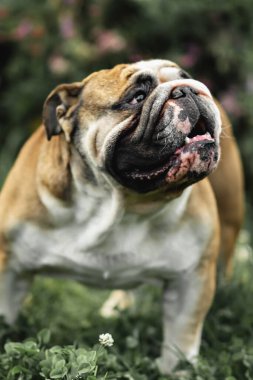 Çimlerin üzerinde İngiliz bulldog 'u, seçici odaklanma