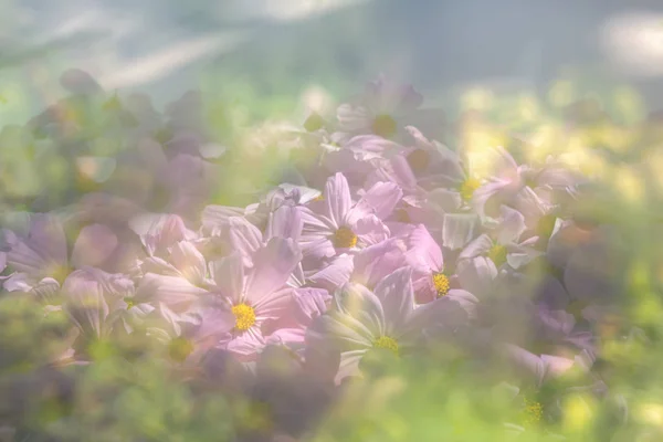 Schöne Rosa Blumen Mit Reflexionen Weicher Fokus Autorenverarbeitung — Stockfoto