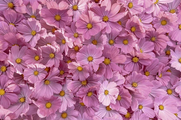 Розовые Цветы Вид Сверху — стоковое фото