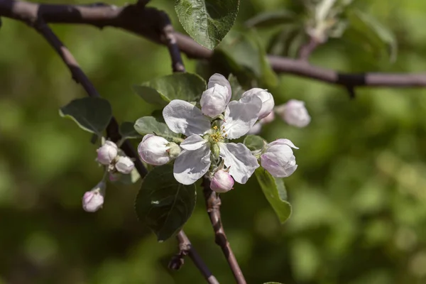 cherry branch with flowers in spring