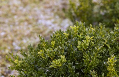 Arka planda bahar kutuları var.