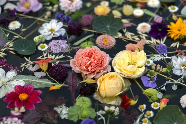 Flores Multicoloridas Água Fundo Preto — Fotografia de Stock
