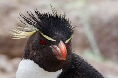 Rockhopper Penguen 'e yakın çekim. Bu penguen türünün Güney Amerika 'daki tek kolonisi Patagonya' daki Pinguino Adası 'dır..