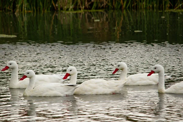 Coscoroba Swan Swimming Group Puerto Deseado — Stock Photo, Image