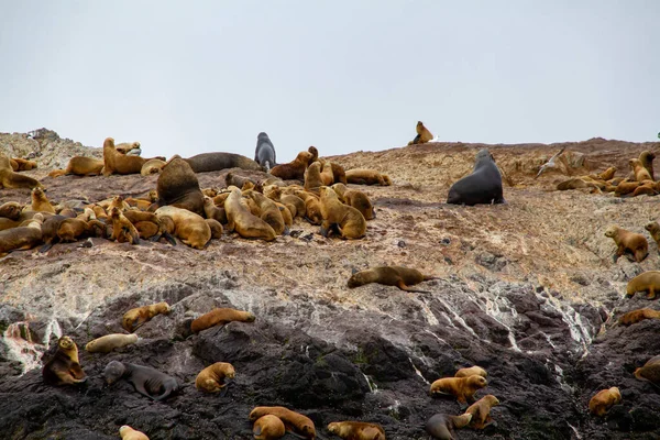 巴塔哥尼亚靠近德萨多港的一个小岛上的海狮殖民地 — 图库照片