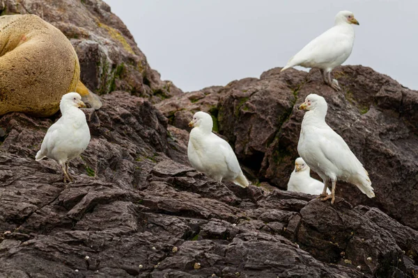 Grupa Dorosłych Okazów Gołębia Antarktycznego Wyspie Penguin Patagonii — Zdjęcie stockowe