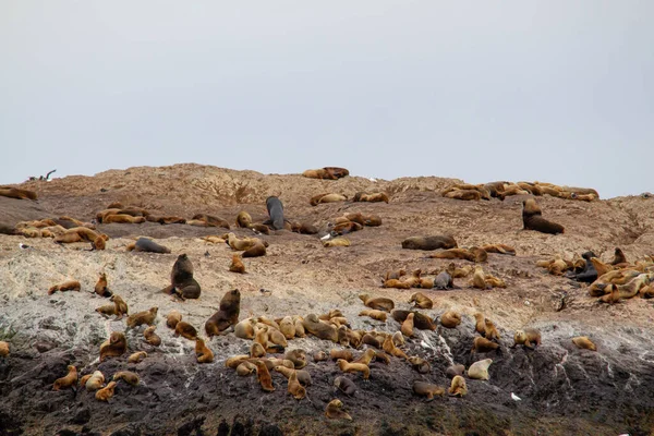 Puerto Deseado Yakınlarında Patagonya Bir Adada Deniz Aslanı Kolonisi — Stok fotoğraf